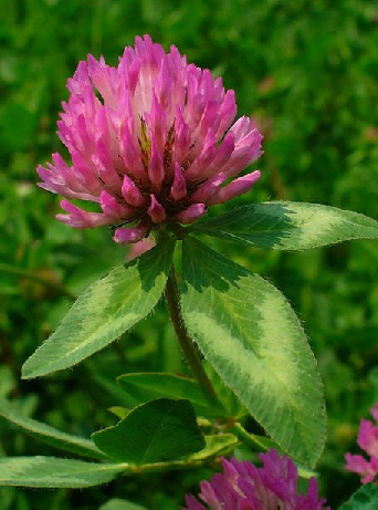 Red Clover Seed (Trifolium pratense)