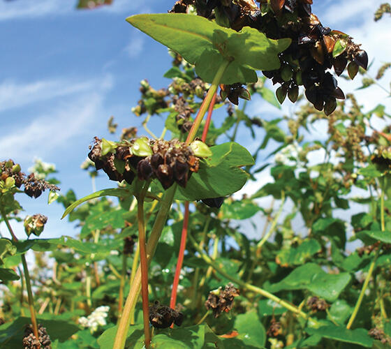 Buckwheat Seed (Fagopyrum esculentum)