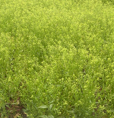 Gold of Pleasure Seed (Camelina)