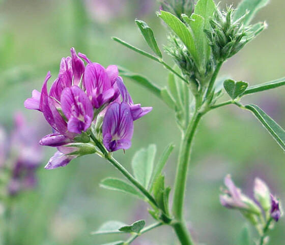 Lucerne Seed (Medicago sativa)