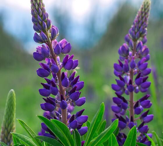 Blue Lupin Seed (Lupinus angustifolius)