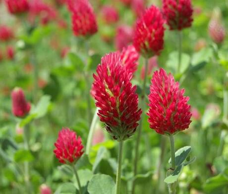 Organic Crimson Clover Seed (Trifolium incarnatum)