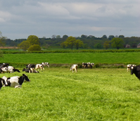 Overseeder - Cut and Graze Grass Seed Mixture (with Clover)