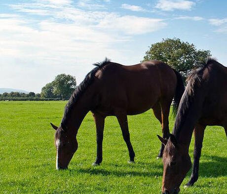 FS Premier Horse Paddock Grass Seed