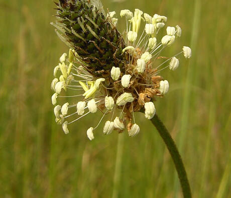Ribwort Plantain Seed (Agricultural)
