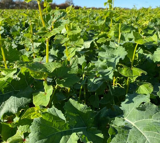 CIPM3 | IPM3 - Shielder Companion Crop Seed Mixture