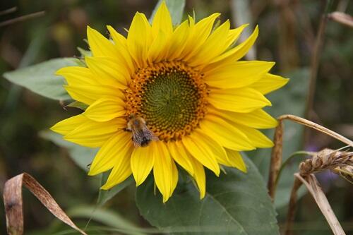 Sunflower Seed (Helianthus annuus)