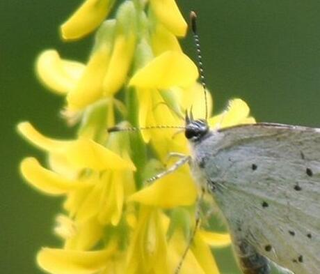 Yellow Blossom/Sweet Clover Seed (Melilotus officinalis)