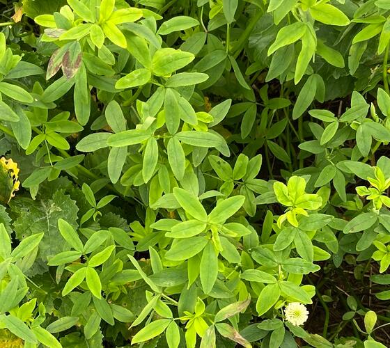 TABOR Berseem Clover Seed (Trifolium alexandrinum)