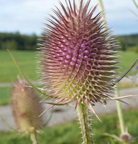 Teasel Seed (Dipsacus fullonum)