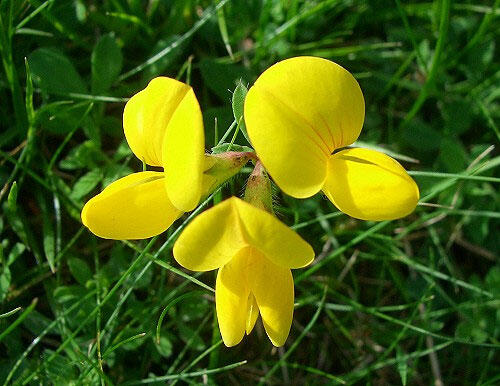 Birdsfoot Trefoil Seed (Agricultural)