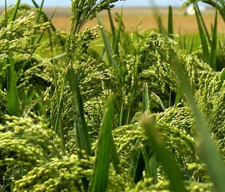 White Millet Seed