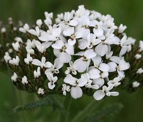 Yarrow Seed (Agricultural)